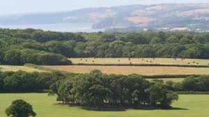 picture of fields and trees