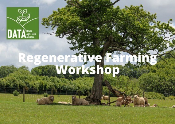 Regenerative farming workshop with sheep under tree